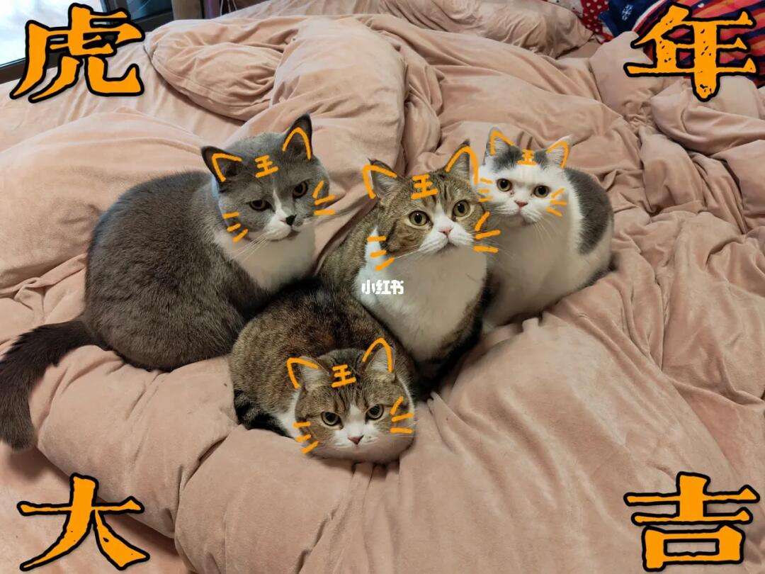 猛虎全员贡献，战胜强大对手